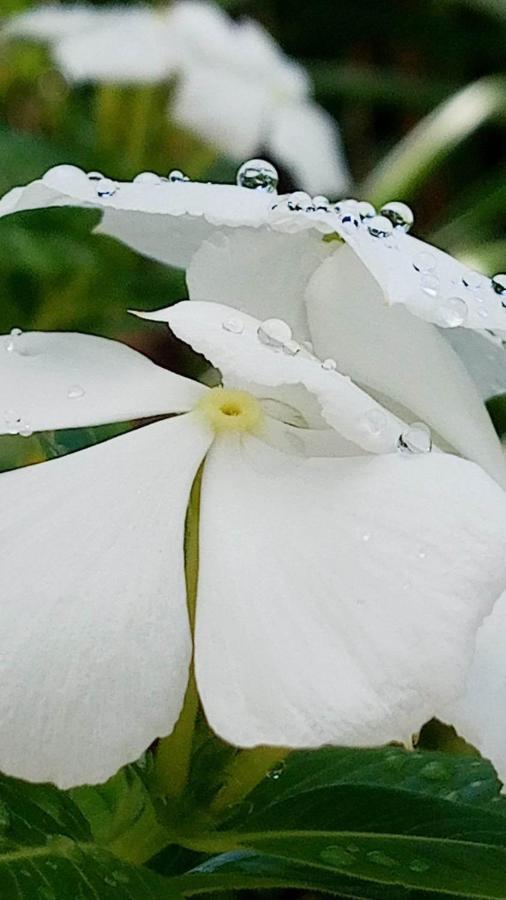 Ti Coin De Paradis Ylang Ylang เลอ ดีอามงต์ ภายนอก รูปภาพ